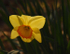 Sun Filled Daffodil