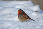 Robin