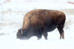 Bison feeding in blowing snow, Yellowstone National Park, Wyoming