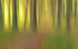 Into the Forest
