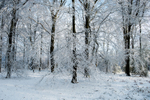 Winter Wonderland