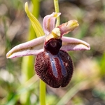 Siponto Ophrys (Ophrys sipontensis) ( syn. O. sphegodes ssp. sipontensis 