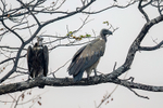 Hooded & White-backed Vultures
