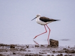 Black-winged Stilt