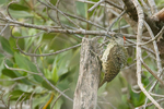 Golden-tailed Woodpecker
