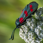 84 Insects of Colour 2 