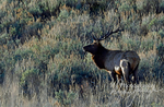 3HPhotography_Grand_Teton_OCT2025_00677