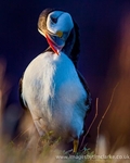 IMG_7884-4-Edit-2