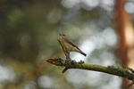 Spotted Flycatcher