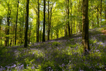 Portglenone Forest (09050072)