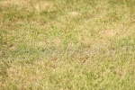 SBM_15016