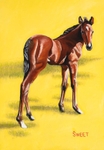 Foal
