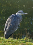 Heron