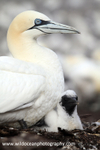 SBG039: Parent & Chick