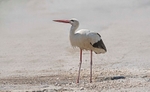 White Stork