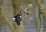 Tufted Duck