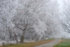 Twizel Hoarfrost