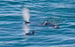 Dolphin Spray 1