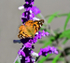 Painted Lady Butterfly on a Mexican Bush Sage
