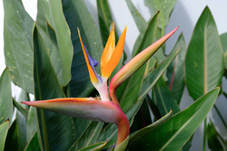 Bird of Paradise Flower