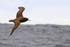White-chinned Petrel flying close, South Africa