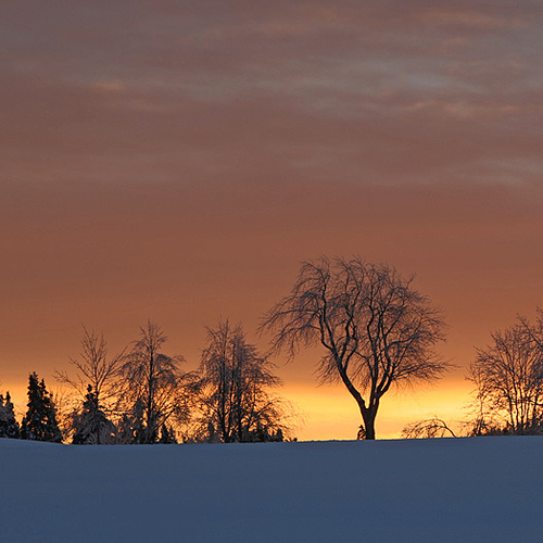 A treeline on a golf fairway comes to live against the hues of dawn