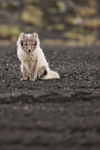 Arctic Fox sitting on volcanic ash, Katla Ice Cave, Iceland