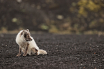 Arctic Fox looks to side, Katla Ice Cave, Iceland