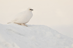 Ptarmigan (winter plumage), Svalbard, Norway