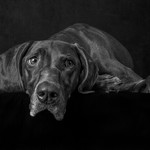 Bronze - Distraction - Al Rees