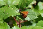 Large Skipper