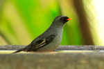 Black-faced Solitaire portfolio