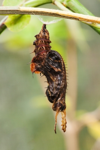 The Zebra Longwing or Zebra Heliconian is a species of butterfly belonging to the subfamily Heliconiinae of the Nymph…