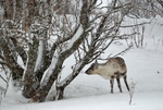 Reindeer