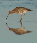 Curlew, West Beach, Nairn - January