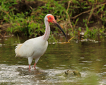 White Ibis (adult) standing in a river near Puerto Jiminez, Costa Rica