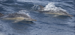 Common Dolphin, Pico island, Azores