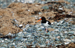 Oystercatcher