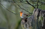 Robin