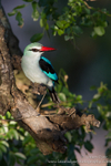 Last light Woodlands Kingfisher
