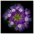 Flowers - Studio Series-1