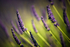 Close up Lavender