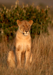 Lioness