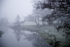 Morning mist 2