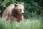 Brown Bear
