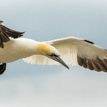 Northern Gannet
