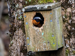 Common Redstart