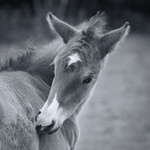 Mono foal