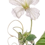 Gourd flower (Lagenaria sp - Calabash)