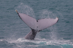 HB Tail Slap 11. 0A3A4691 - Copy